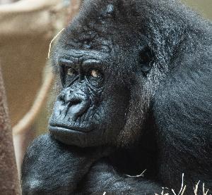 Zolli Basel: Weiterer Verlust in der Gorillagruppe